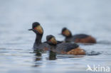 Geoorde Fuut (Podiceps nigricollis)