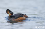 Geoorde Fuut (Podiceps nigricollis)