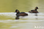 Geoorde Fuut (Podiceps nigricollis)