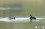 Geoorde Fuut (Podiceps nigricollis)