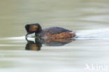 Black-necked Grebe (Podiceps nigricollis)