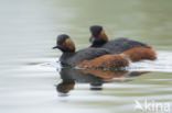 Black-necked Grebe (Podiceps nigricollis)