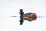 Geoorde Fuut (Podiceps nigricollis)