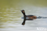 Geoorde Fuut (Podiceps nigricollis)