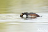 Geoorde Fuut (Podiceps nigricollis)