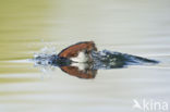 Black-necked Grebe (Podiceps nigricollis)