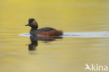 Geoorde Fuut (Podiceps nigricollis)