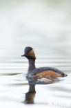 Geoorde Fuut (Podiceps nigricollis)