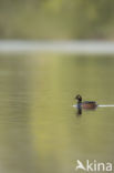 Geoorde Fuut (Podiceps nigricollis)