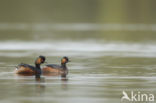 Geoorde Fuut (Podiceps nigricollis)