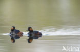 Black-necked Grebe (Podiceps nigricollis)