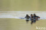 Black-necked Grebe (Podiceps nigricollis)