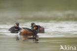 Geoorde Fuut (Podiceps nigricollis)