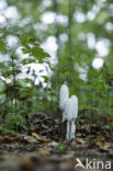 Geschubde inktzwam (Coprinus comatus)