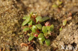 Six-stamened Waterwort (Elatine hexandra)