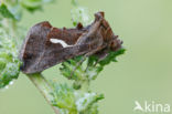 Getekende gamma-uil (Macdunnoughia confusa)