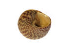 Pennant s Top-shell (Gibbula pennanti)