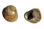 Pennant s Top-shell (Gibbula pennanti)