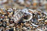 Pennant s Top-shell (Gibbula pennanti)