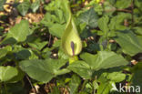 Gevlekte aronskelk (Arum maculatum)