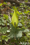 Gevlekte aronskelk (Arum maculatum)