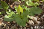 Gevlekte aronskelk (Arum maculatum)