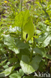 Gevlekte aronskelk (Arum maculatum)