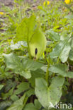 Gevlekte aronskelk (Arum maculatum)