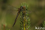 Gevlekte glanslibel (Somatochlora flavomaculata)