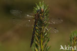 Gevlekte glanslibel (Somatochlora flavomaculata)