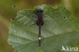 Gevlekte witsnuitlibel (Leucorrhinia pectoralis)