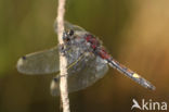 Large White-faced Darter (Leucorrhinia pectoralis)