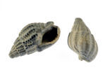 Netted Dog-whelk (Nassarius reticulatus)