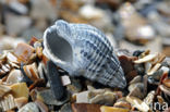 Netted Dog-whelk (Nassarius reticulatus)