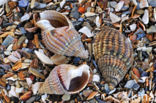 Netted Dog-whelk (Nassarius reticulatus)