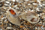 Gevlochten fuikhoren (Nassarius reticulatus)