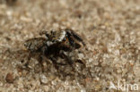 Jumping Spider (Evarcha falcata)