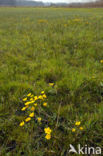 Gewone dotterbloem (Caltha palustris ssp. palustris)