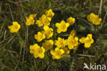 Marsh Marigold (Caltha palustris ssp. palustris)