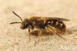 Gewone geurgroefbij (Lasioglossum calceatum)