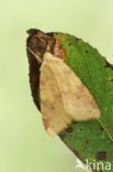 Gewone gouduil (Xanthia icteritia)