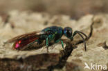 gold wasp (Chrysis ignita)