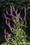 Gewone kattenstaart (Lythrum salicaria)