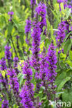 Purple Loosestrife (Lythrum salicaria)