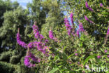 Purple Loosestrife (Lythrum salicaria)