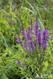 Purple Loosestrife (Lythrum salicaria)