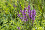 Purple Loosestrife (Lythrum salicaria)