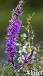 Purple Loosestrife (Lythrum salicaria)