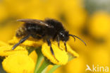 Gewone koekoekshommel (Bombus campestris)