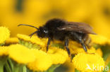 Gewone koekoekshommel (Bombus campestris)